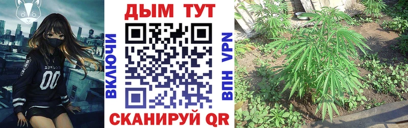 Купить закладки  Чернушка  Марихуана семена 